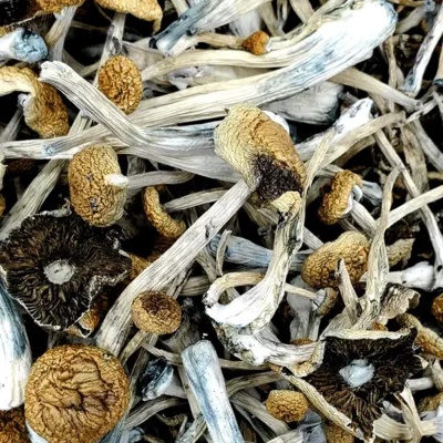 Blue Magnolia Rust Magic Mushrooms (Premium)