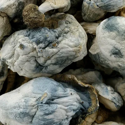 Canada 27 Dragon Balls Magic Mushrooms (Premium)