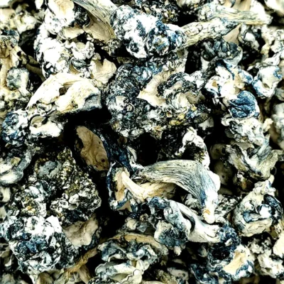 Mad Hatter Magic Mushrooms | Very Intense (PREMIUM) - 7 Grams