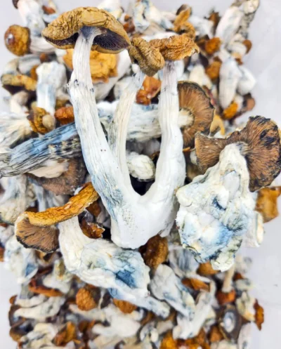 Makilla Gorilla Mushrooms (Premium)