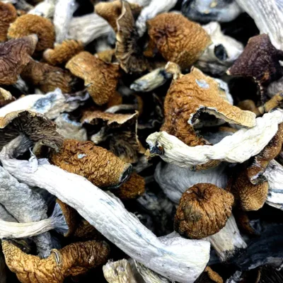Canada 38 Penis Envy Magic Mushrooms (Premium)